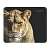 Коврик для мыши Defender Wild Animals 220x180x2мм ассорти (1/20/200)