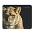 Коврик для мыши Defender Wild Animals 220x180x2мм ассорти (1/20/200)